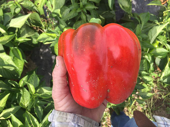 Sweet Bell Pepper
