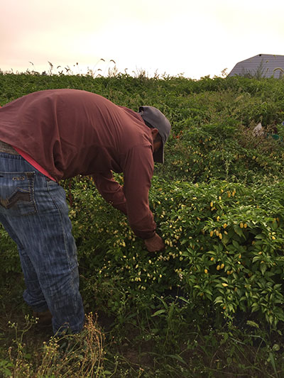 Picking White Ghost Peppers