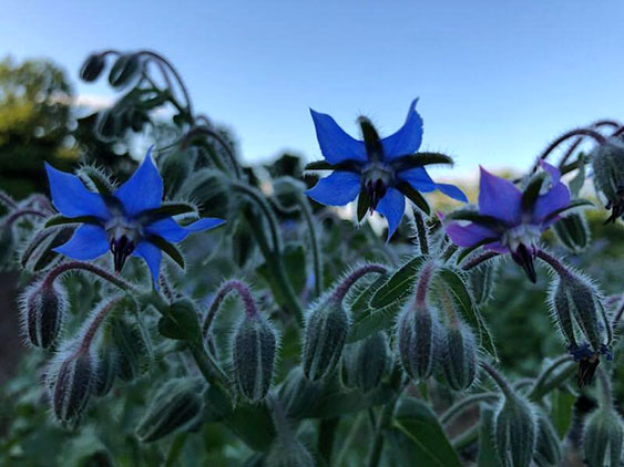 Borage Flowers
