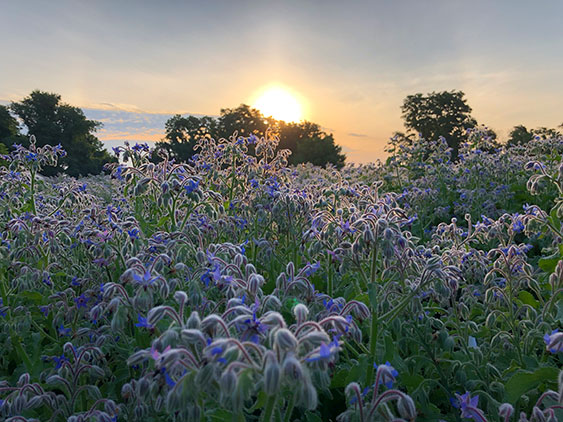 Borage Flower Field