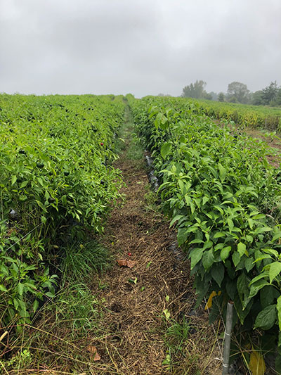 Pepper field