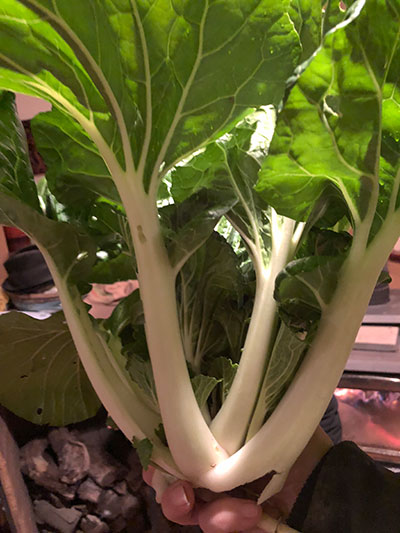 Asian Green plant