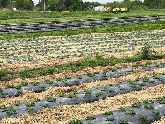 lettuce field