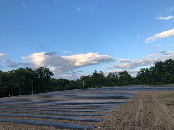 Field Plastic Rows