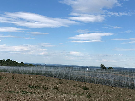 tomato fencing