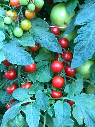 Cherry Tomatoes