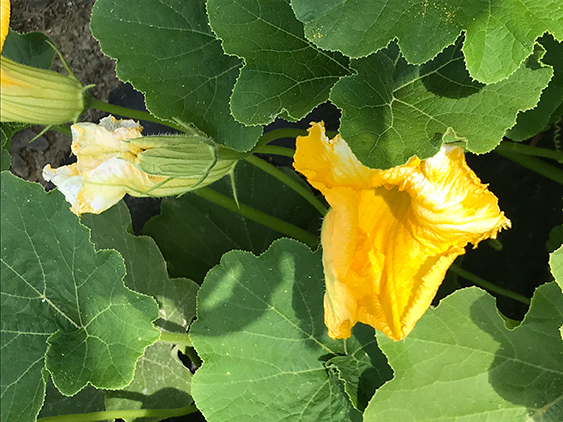 squash flower