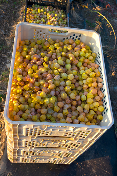 husk cherries