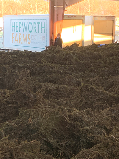 Hemp after being picked