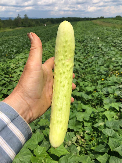 Asian Cucumber