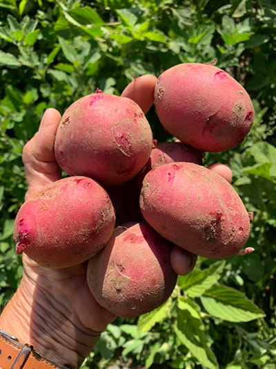 red potatoes