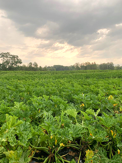 squash in field