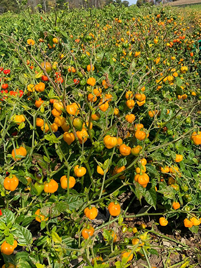 pepper plants