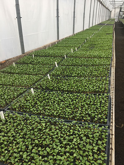 kale seedlings
