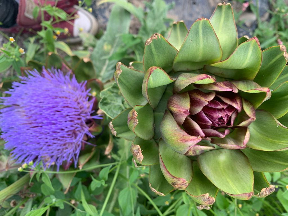 200913_artichoke-3.jpg
