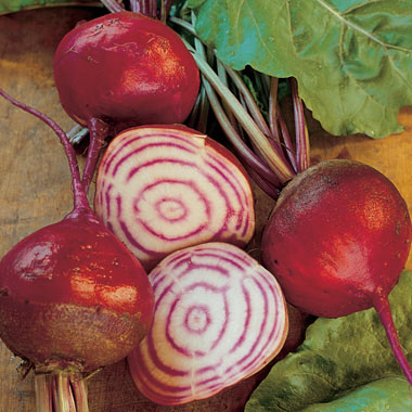 Chioggia Guardsmark