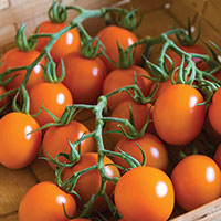 clementine tomato